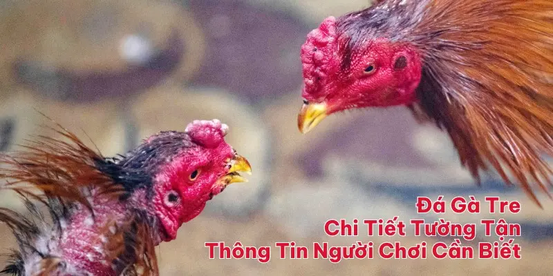 Đá Gà Tre | Chi Tiết Tường Tận Thông Tin Người Chơi Cần Biết